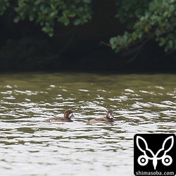 めちゃくちゃ遠いスズガモ。沖縄のスズガモは珍鳥です。^^
