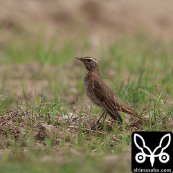 今季、初確認のハチジョウツグミ。