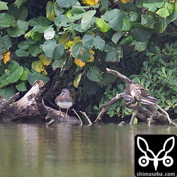 オシドリのメスが2羽いましたが、こちらも遠い…。