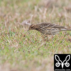 大半はマミジロタヒバリでしたが、ムネアカタヒバリも一部交じっていた。