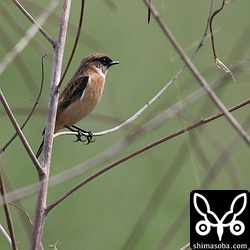 ノビタキのオス冬羽。