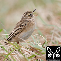 翌日、同ポイントのマミジロタヒバリ。群れは広い範囲に分散していました。