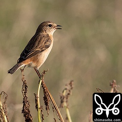 ノビタキのメス第1回冬羽。