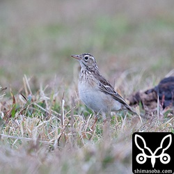 初日の夕方、見つけたマミジロタヒバリ。ムネアカタヒバリと大きな群れをつくっていた。