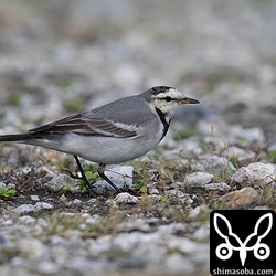 ハクセキレイのオス第1回冬羽。同じ白同士で仲良くすればいいのにシロチドリと喧嘩をしていた。
