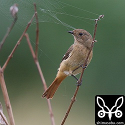 ジョウビタキのメス。ジョウビタキはオス、メスともにたくさんいた。