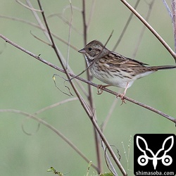 コホオアカの群れに1羽だけいたシベリアアオジ。
