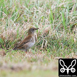 数日前から増え出したシロハラ。鳴き声はよく聞きますが、今季の撮影は今回が初めて。
