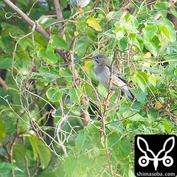 ギンムクドリのメス。この日は十数羽の群れでした。