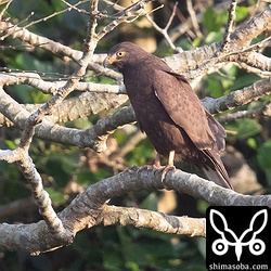 真横からブラックサシバ。かっこいいですね。^^
