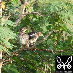 ねぐら入り前の水浴び。