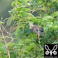 ギンムクドリのオス。