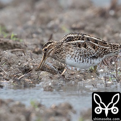 こちらのタシギも第1回冬羽。