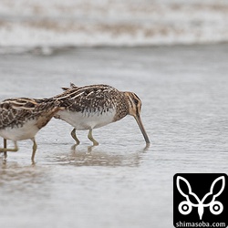 2羽とも第1回冬羽。