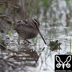 夕方、畔に現れたタシギ。