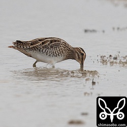 この個体も第1回冬羽。