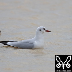 ユリカモメ成鳥冬羽。田んぼにきて水浴びしていた。