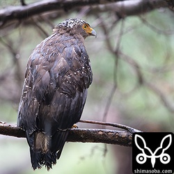 びしょ濡れのカンムリワシ成鳥。