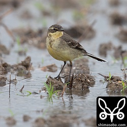ツメナガセキレイ第1回冬羽。