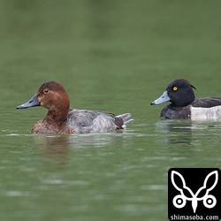 今季初確認のホシハジロ。第1回冬羽のメス。右はキンクロハジロのオス生殖羽。