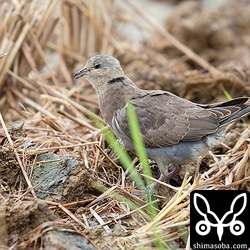 稲刈りが終わった田んぼで籾殻を食っています。