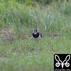 タゲリ第1回冬羽。