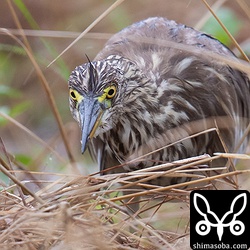 獲物に狙いを定めるアカガシラサギ。