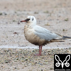 油まみれのユリカモメの成鳥冬羽。羽づくろいをして油を落とそうとしていた。