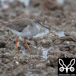 アカアシシギ成鳥冬羽。