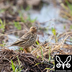 一番多いのはムネアカタヒバリ。次はタヒバリ。マミジロタヒバリは声のみ確認。