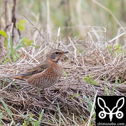 ハチジョウツグミ成鳥。ツグミとの中間的な個体。雌雄は不明。