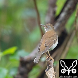 シロハラのメス第1回冬羽。