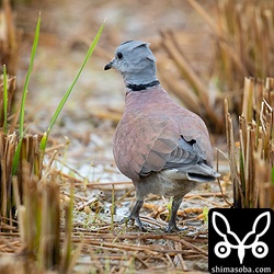 こちらも成鳥のオス。上の個体に比べると三列風切の軸斑が目立ちます。