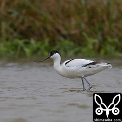 鳥友に連絡したら朝はいなかったということなので、ちょうどいいタイミングで見られました。
