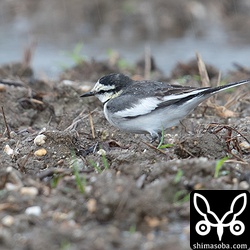 ハクセキレイのオス第1回冬羽。