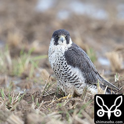 ハヤブサの成鳥メス。わずかに幼羽が残っているので、まだ若い個体です。