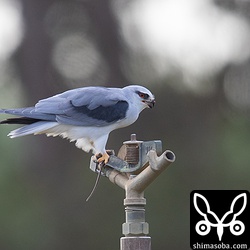 捕まえたネズミを食うカタグロトビ。いつもスプリンクラーの上で食います。