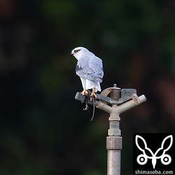 カタグロトビは1年ほどですっかり成鳥の羽に変わります。目の色も幼鳥時代の薄いオレンジから真っ赤になっています。