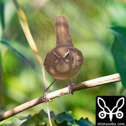 ノゴマはメスでも喉元が赤い個体もいるようです。