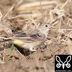 落穂をついばむズグロチャキンチョウ。