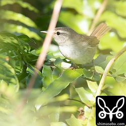 ウグイスのオス。カラフトウグイスではないと思われる。