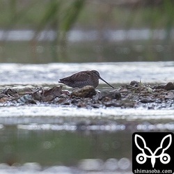 数日前に降り続いた雨で増水し、心配していましたが同じ場所にいたアオシギ。