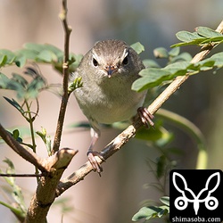 上と同じ個体。目の前に出てきた。