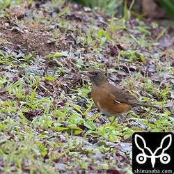 こちらもメス。オスはいなかった。