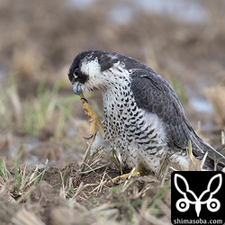 `先月見つけた大陸からと思われるハヤブサ <https://shimasoba.com/blog/1499/>`_ と比べるとずいぶん雰囲気が違うのが分かりますね。