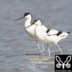 2羽で並んでシンクロするような行動を見せていた。