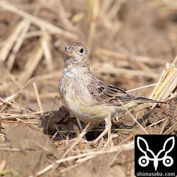 正面はこんな感じ。