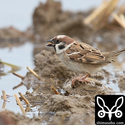 部分白化で頭頂部が白くなったスズメ。