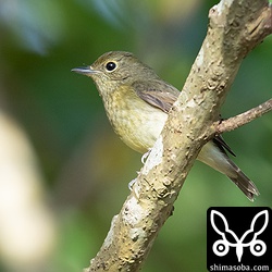 リュウキュウキビタキのメス冬羽。餌場に出てきては小さな虫を捕まえていた。ほかにオスの第1回冬羽もいた。
