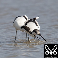 時折、餌の奪い合いをしていた。